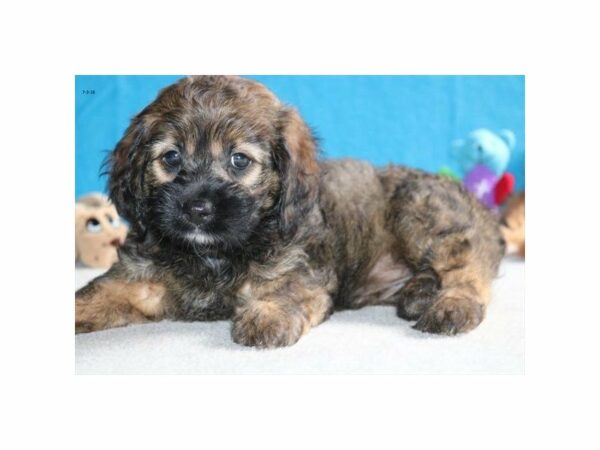 Cocker Spaniel/Poodle-DOG-Female-chlt wh mkgs-21731-Petland Racine, Wisconsin