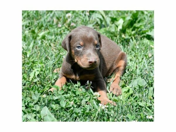 Doberman Pinscher DOG Female Red / Rust 21726 Petland Racine, Wisconsin