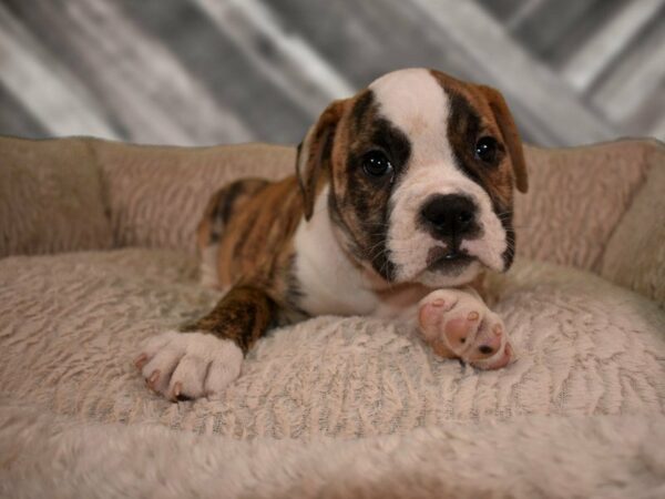 Olde Bulldog DOG Male BRDLE/WH 21740 Petland Racine, Wisconsin