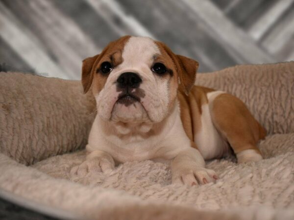 Olde Bulldog DOG Female RED/WH 21741 Petland Racine, Wisconsin