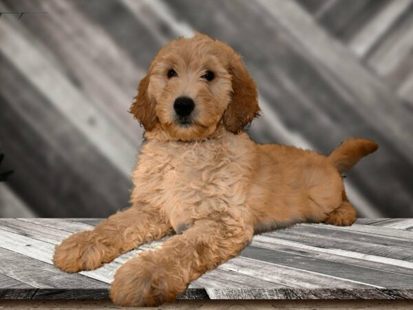 Goldendoodle 2nd Gen DOG Female Golden 21727 Petland Racine, Wisconsin