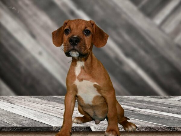 Frengle DOG Male Fawn 21718 Petland Racine, Wisconsin