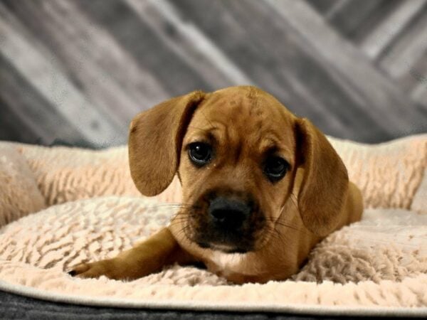 Frengle DOG Female Fawn 21719 Petland Racine, Wisconsin