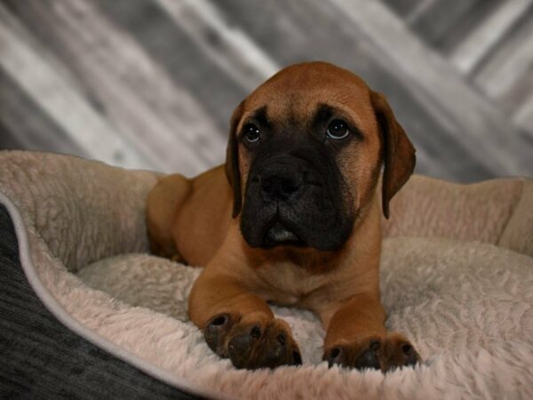 Bullmastiff DOG Male Red Fawn 21720 Petland Racine, Wisconsin