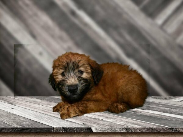 Soft Coated Wheaten Terrier DOG Female Wheaten 21725 Petland Racine, Wisconsin