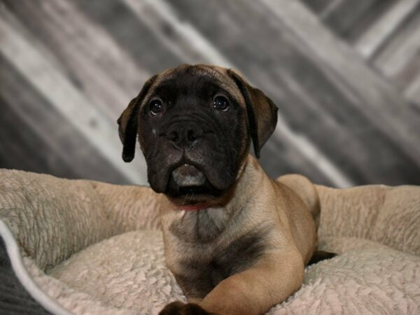 Bullmastiff DOG Female Red Fawn 21721 Petland Racine, Wisconsin