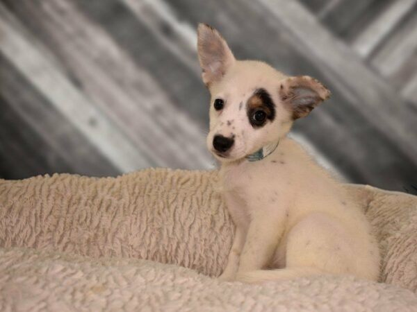 American Eskimo/ Blue Heeler DOG Female TRI 21747 Petland Racine, Wisconsin