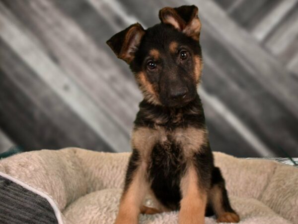 German Shepherd DOG Male BLK/TAN 21742 Petland Racine, Wisconsin