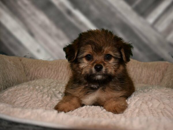 Shihpom DOG Male SABLE 21743 Petland Racine, Wisconsin