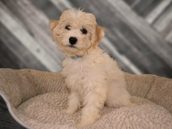 Cavachon-DOG-Female-BUFF/WH-21744-Petland Racine, Wisconsin