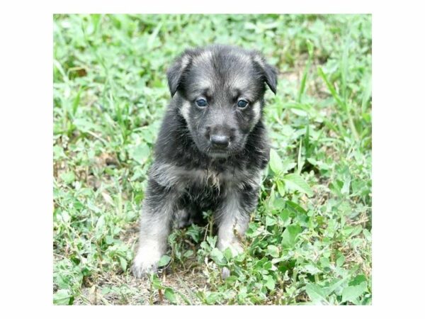 German Shepherd Dog DOG Female Black / Tan 21770 Petland Racine, Wisconsin