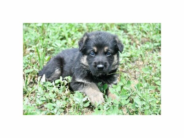 German Shepherd Dog DOG Male Black / Tan 21769 Petland Racine, Wisconsin