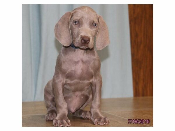 Weimaraner-DOG-Male-Gray-21758-Petland Racine, Wisconsin