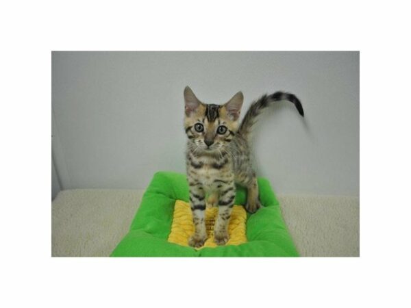 Bengal-CAT-Male-Brown / Black-21756-Petland Racine, Wisconsin