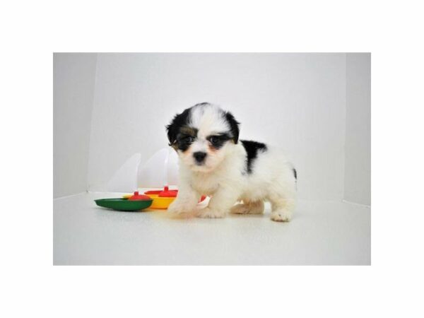 Shihpoo-DOG-Male-Black / White-21753-Petland Racine, Wisconsin