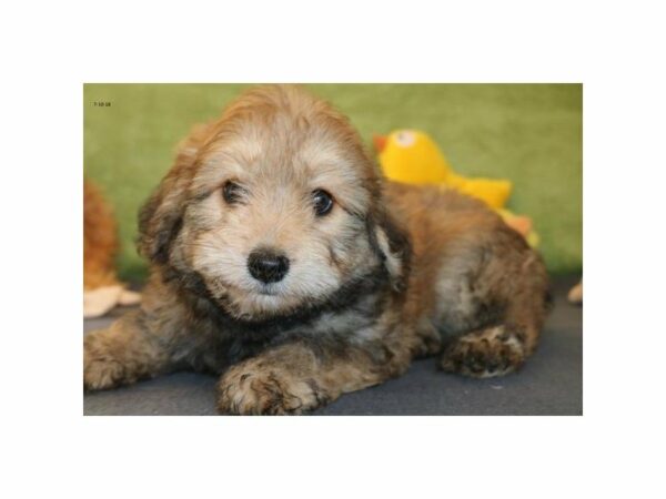 Aussiepoo-DOG-Male-chlt-21761-Petland Racine, Wisconsin