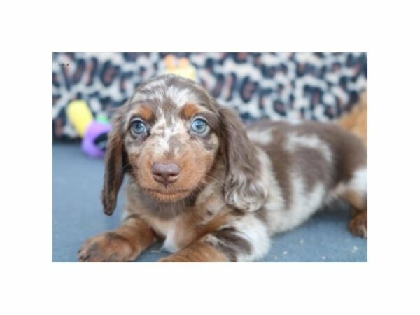 Dachshund DOG Female choc mrl 21762 Petland Racine, Wisconsin