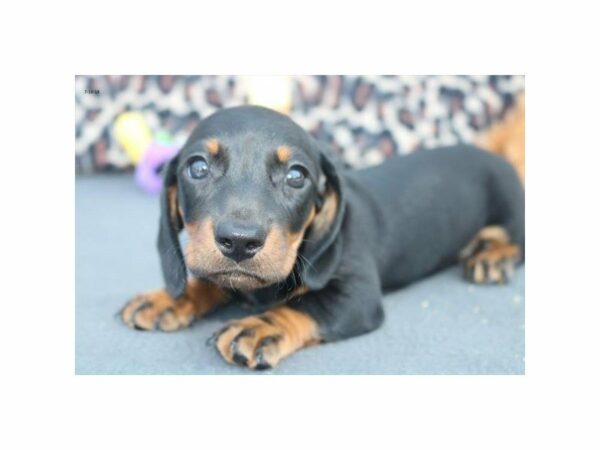 Dachshund DOG Male blk & tn 21763 Petland Racine, Wisconsin