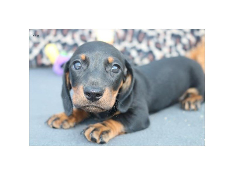 Dachshund