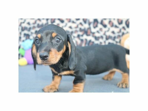 Dachshund DOG Female blk & tn 21768 Petland Racine, Wisconsin