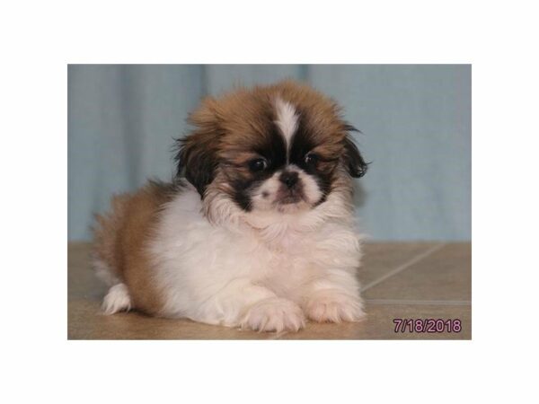 Pekingese DOG Female Sable / White 21772 Petland Racine, Wisconsin