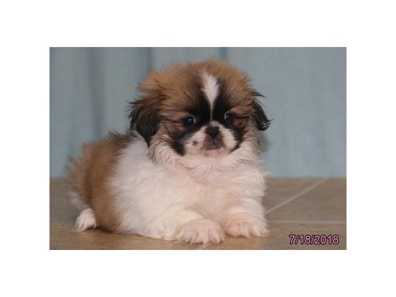 Pekingese