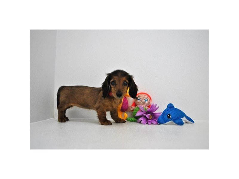 Dachshund