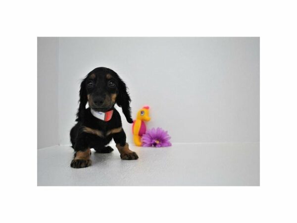 Dachshund DOG Female Black / Tan 21751 Petland Racine, Wisconsin