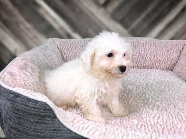 Bichon Frise DOG Male WH 21777 Petland Racine, Wisconsin