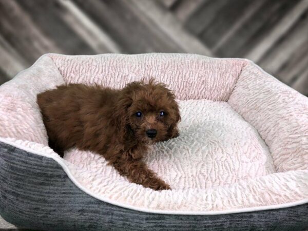 Cavapoo DOG Male RBY 21776 Petland Racine, Wisconsin