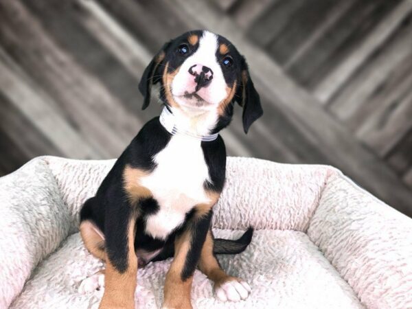 Greater Swiss Mountain Dog DOG Male Black, White / Red 21765 Petland Racine, Wisconsin