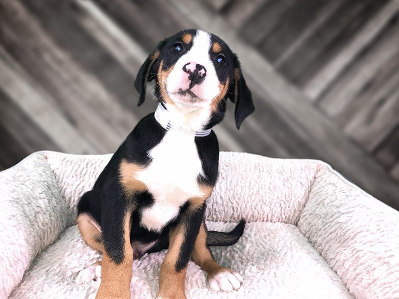 Greater Swiss Mountain Dog