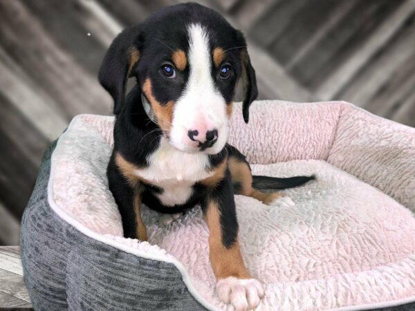 Greater Swiss Mountain Dog DOG Female Black, White / Red 21766 Petland Racine, Wisconsin