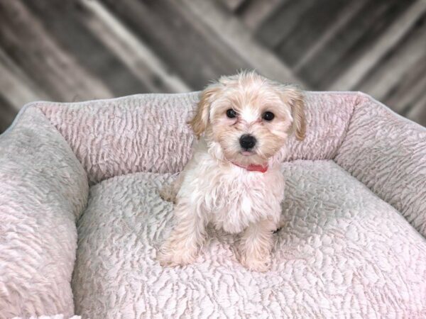 Maltipoo DOG Female Cream 21764 Petland Racine, Wisconsin