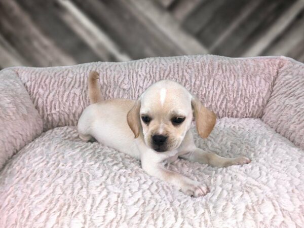 Puggle DOG Female BLONDE 21773 Petland Racine, Wisconsin