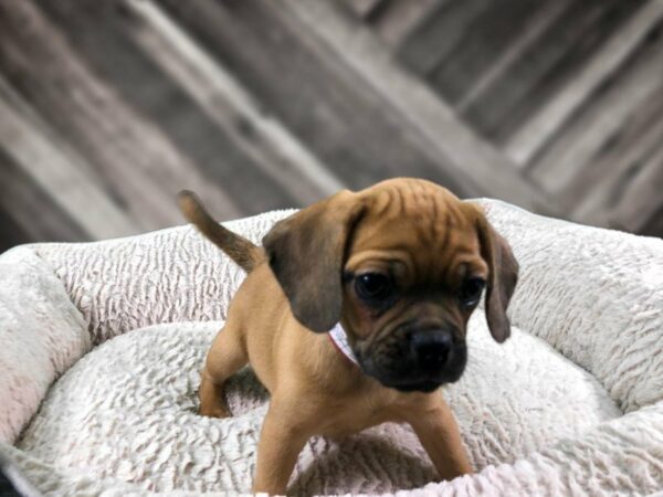 Puggle 2nd Gen DOG Female Fawn 21757 Petland Racine, Wisconsin