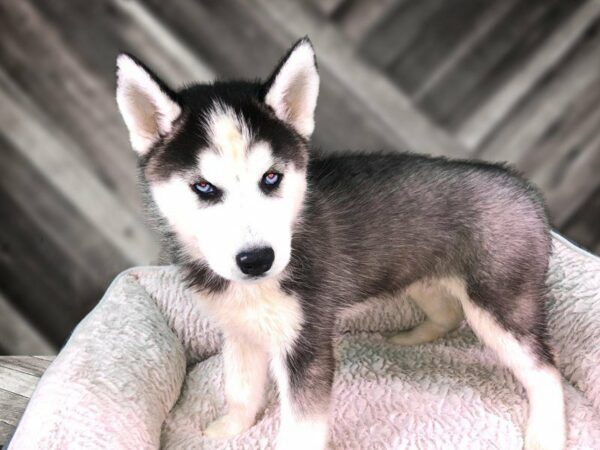 Siberian Husky DOG Male Black / White 21771 Petland Racine, Wisconsin