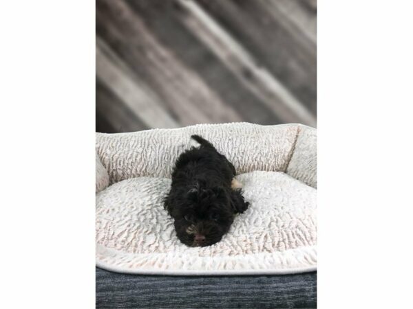 Havanese DOG Male CHOC/WH 21783 Petland Racine, Wisconsin