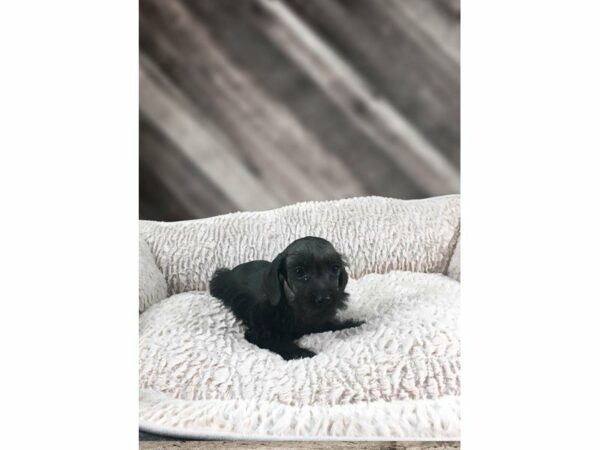 Schnoodle-DOG-Female-BLK-21784-Petland Racine, Wisconsin