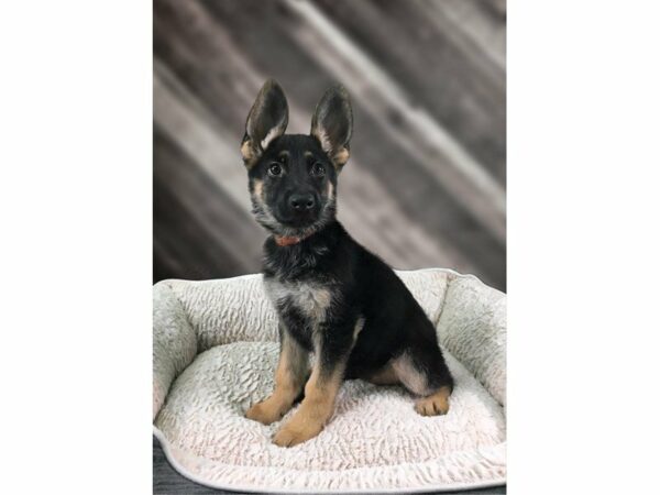 German Shepherd-DOG-Female-BLK/TAN-21780-Petland Racine, Wisconsin