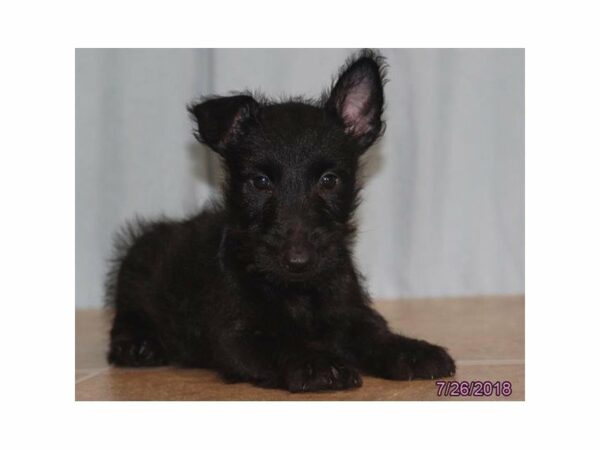 Scottish Terrier DOG Male Black 21795 Petland Racine, Wisconsin