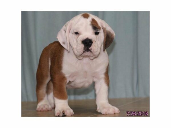 Beabull DOG Male Red / White 21801 Petland Racine, Wisconsin