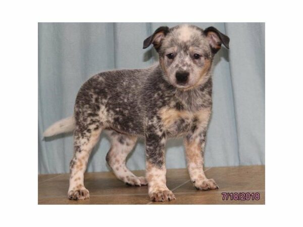 Australian Cattle Dog DOG Female Blue Mottled 21791 Petland Racine, Wisconsin