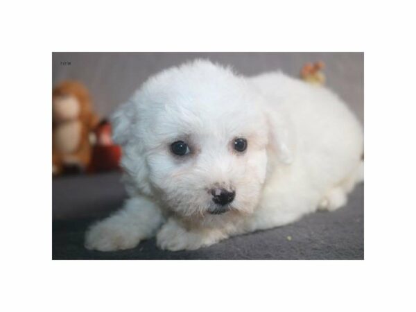 Bichon Frise DOG Female wh 21797 Petland Racine, Wisconsin