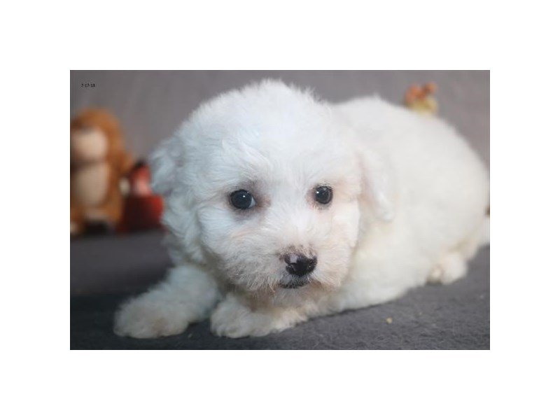 Bichon Frise
