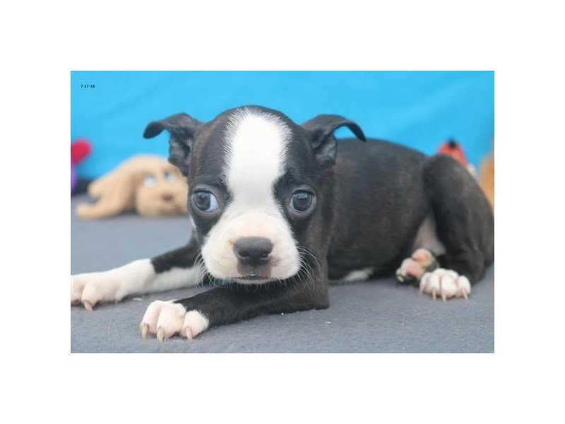 Boston Terrier