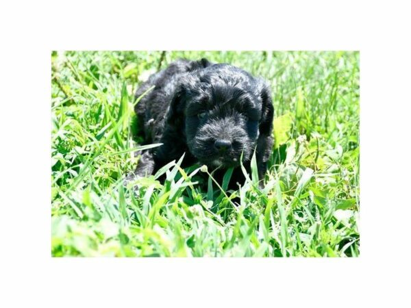 Mini Bernadoodle-DOG-Male-Black-21800-Petland Racine, Wisconsin