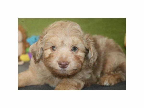 Aussiepoo-DOG-Male-rd mrl-21790-Petland Racine, Wisconsin