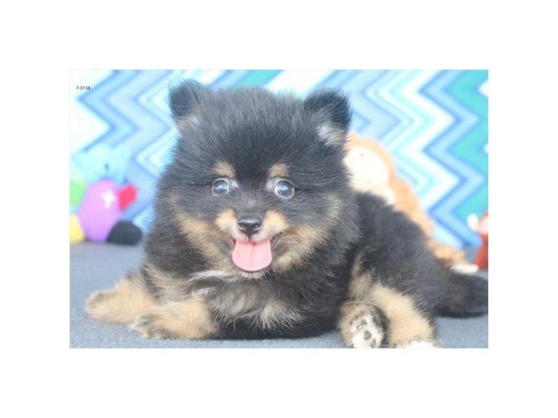 Pomeranian