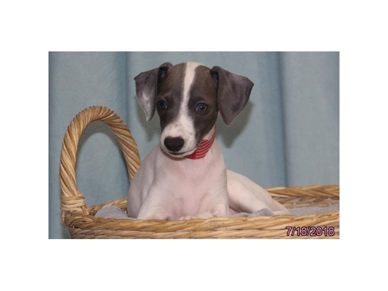 Italian Greyhound